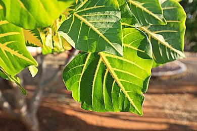 《地平线：西部禁域》确认只有一个结局