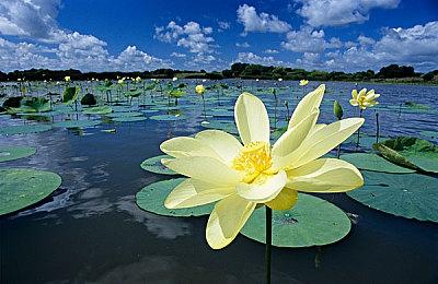 ETHxCAT：猫爱好者的终极区块链GameFi冒险